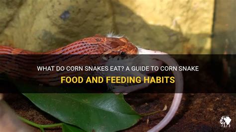 What Do Corn Snakes Eat? A Guide To Corn Snake Food And Feeding Habits | PetShun