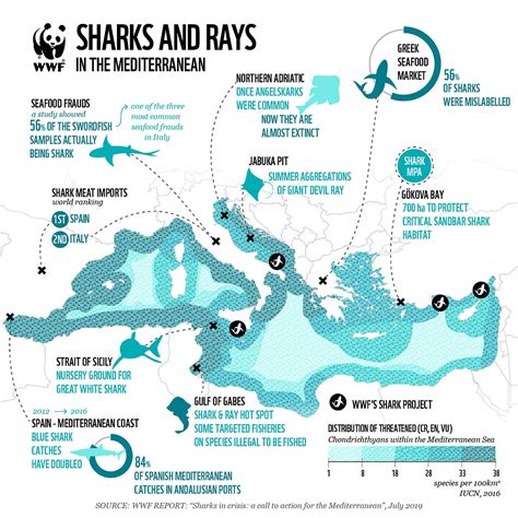 Sharks in the Mediterranean sea are the most at risk in the world, says ...