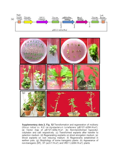 Title Stress Inducible Expression Of Barley Hva1 Gene In Transgenic