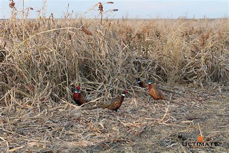 Ultimate Pheasant Hunting - The #1 Pheasant Hunting Website