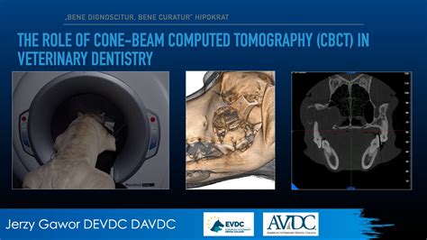 The Role Of Cone Beam Computed Tomography Cbct In Veterinary