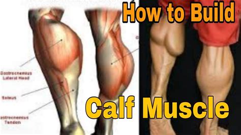 How To Build Calf Muscle Calf Muscle Workout Best Exercises For