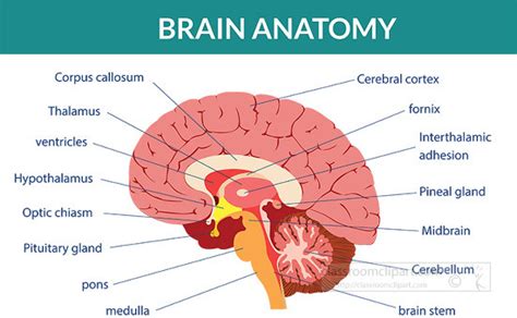 Anatomy Clipart-human brain anatomy labeled clipart