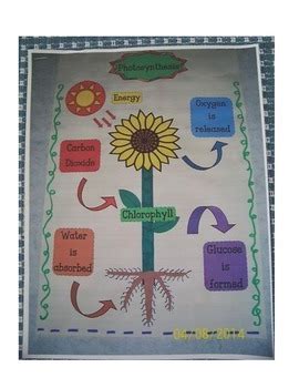 Photosynthesis Anchor Chart By Mrs Zs Busy Bees Tpt Sexiz Pix