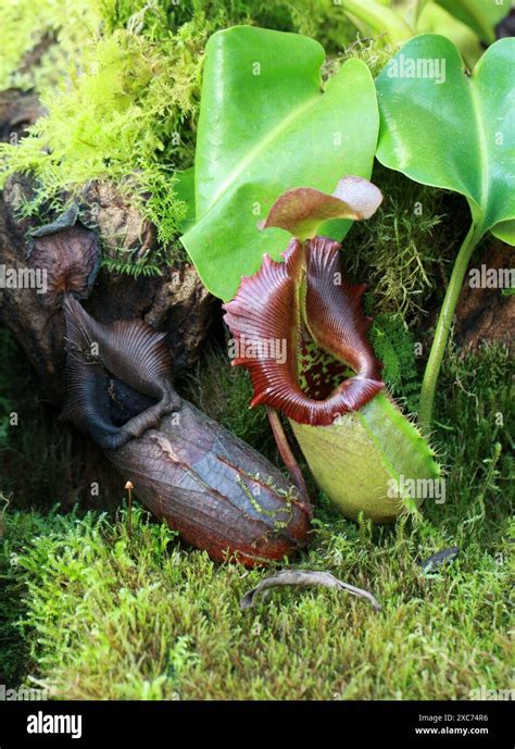 Robert Cantleys Pitcher Plant Hi Res Stock Photography And Images Alamy