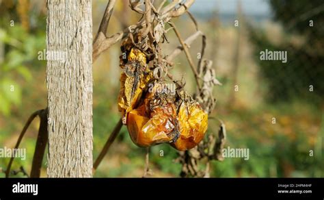 Rotten Tomato Mold Fungi Farm Farming Bio Organic Rot Rust Vegetables