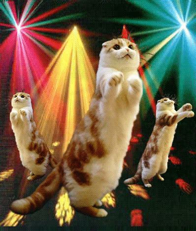 Happy Cat Dance