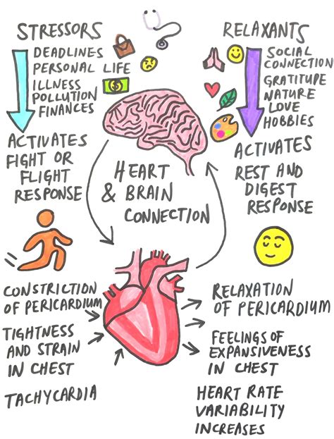 Sympathetic Nervous System Fight Or Flight