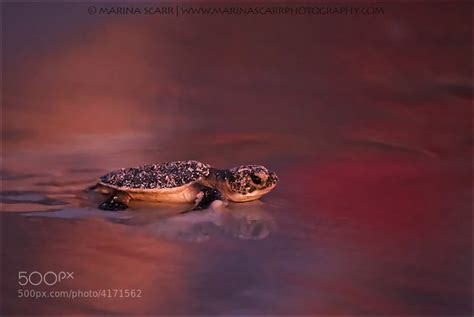 500px Blog » The passionate photographer community. » The Cutest, Tiniest Baby Turtles You’ll ...