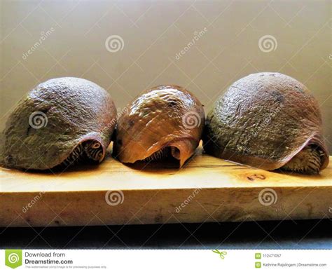 Conch Shell Large Snail Conchs Stock Image Image Of Hardshell