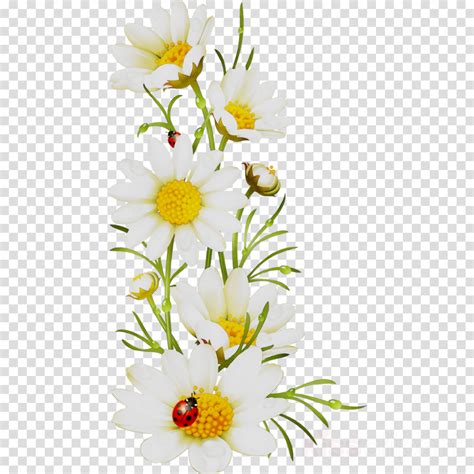 Download High Quality Transparent Flowers Daisy Transparent Png Images