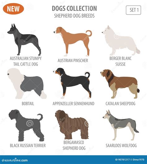 Shepherd Dog Breeds, Sheepdogs Set Icon Isolated on White . Flat Stock