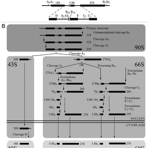 Scheme Of The Pre Rrna Processing Pathway In S Cerevisiae A Initial