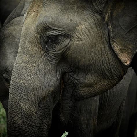 Sri Lankan Elephant - Facts, Diet, Habitat & Pictures on Animalia.bio