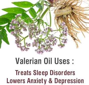 Valerian Essential Oil Benefits And Uses In Aromatherapy