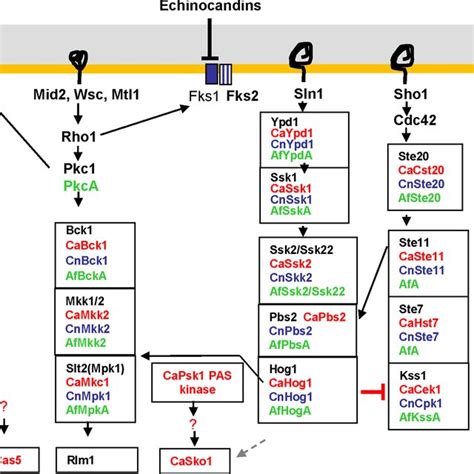 Pdf The Fungal Cell Wall Structure Biosynthesis And Function