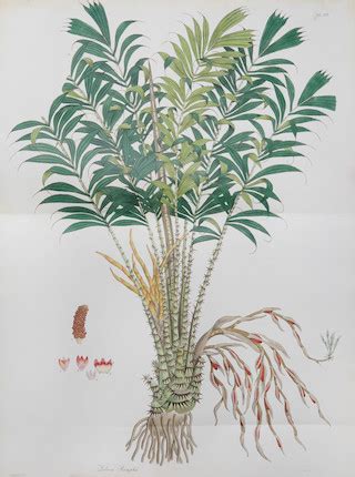 bonhams wallich nathaniel   plantae asiaticae rariores