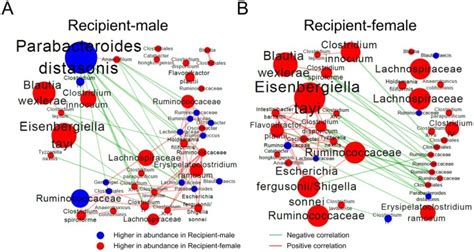 Sex Differences In Colonization Of Gut Microbiota From A Man With Short Term Vegetarian And