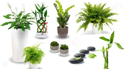 Plantas Ideais De Acordo O Feng Shui Mais Feng Shui