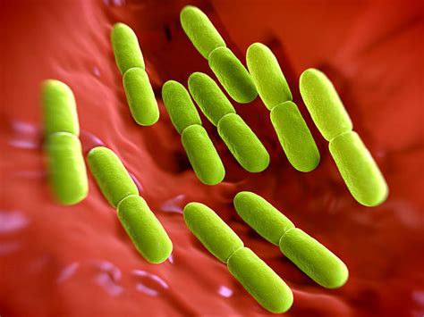 Royalty Free Lactobacillus Bulgaricus Pictures, Images and Stock Photos - iStock