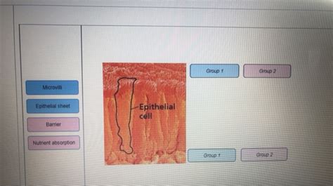 Solved Group 1 Group 2 Microvilli Epithelial Sheet Chegg