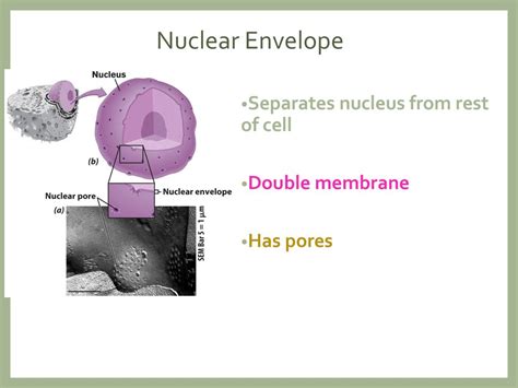 Cells Cells Ppt Download