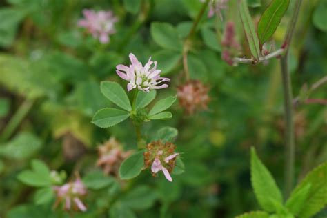 Trifolium resupinatum