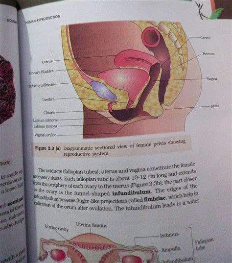 Biocoos Human Reproduction Figure 3 3 A Diagrammatic Sectional View Of