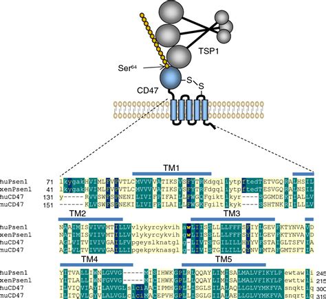 Figure 1 From The Matricellular Protein Thrombospondin 1 Globally