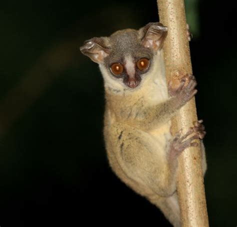 Dwarf galago - Alchetron, The Free Social Encyclopedia