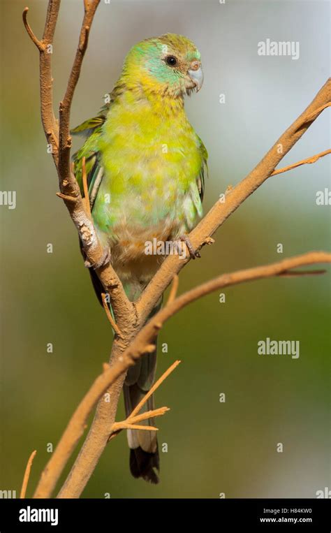 Golden Shouldered Parrot Psephotus Chrysopterygius Immature Male