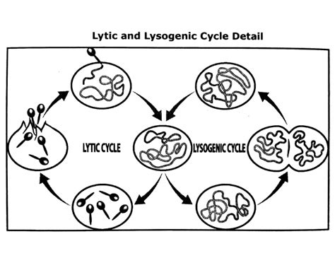 Lytic And Lysogenic Cycle Detail Quiz Worksheets Library