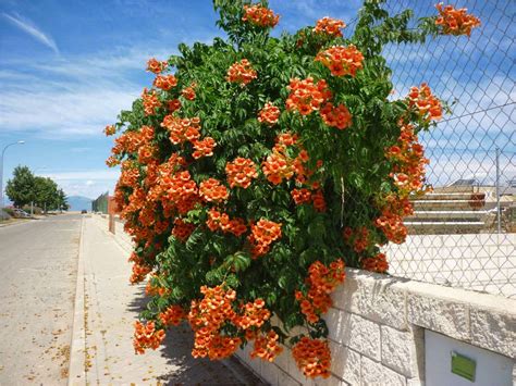 Campsis Radicans Trumpet Vine World Of Flowering Plants