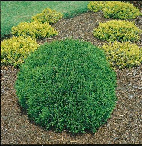 Thuja occidentalis 'Danica' | Danica Cedar – Maple Leaf Home Gardens