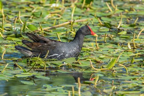 Common moorhen stock image. Image of water, backlight - 48451393