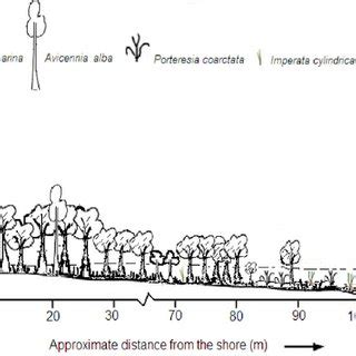 Zonation Profile Of Mangroves And Other Macrophytes In The Bakkhali