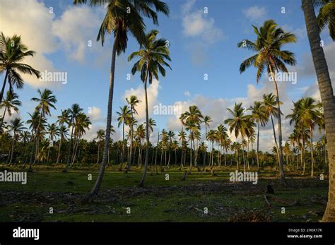 Photo Taken In The Jungle Of The Dominican Republic At Sunrise The