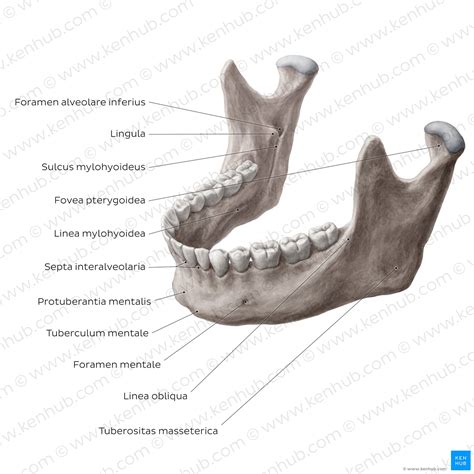 Mandibula Unterkiefer Anatomie Und Funktion Kenhub