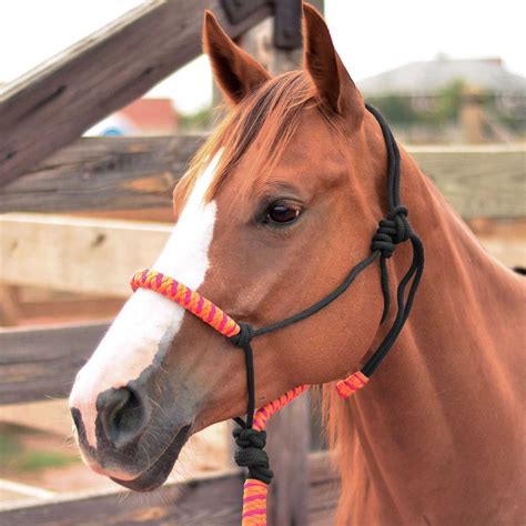 Rope Horse Halter Orangefuchsia Item 41044