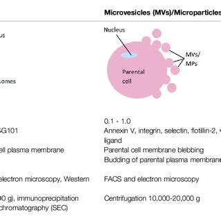 Distinctions Between Exosomes Microvesicles Mvs Microparticles