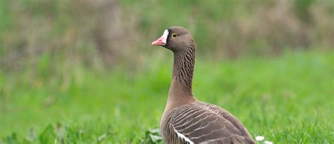 Bringing back Europe’s rarest goose