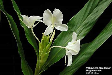 Nipa's Homepage!: Monsoon flower in Bangladesh