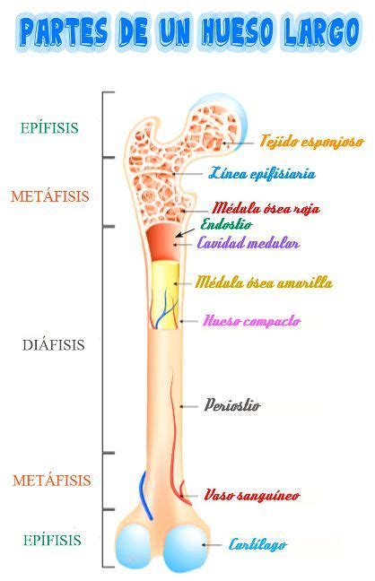 The Structure Of The Human Body And Its Major Parts Including The