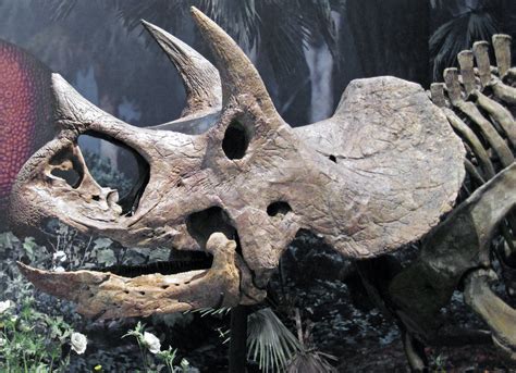 Triceratops Prorsus Ceratopsian Dinosaur Hell Creek For Flickr