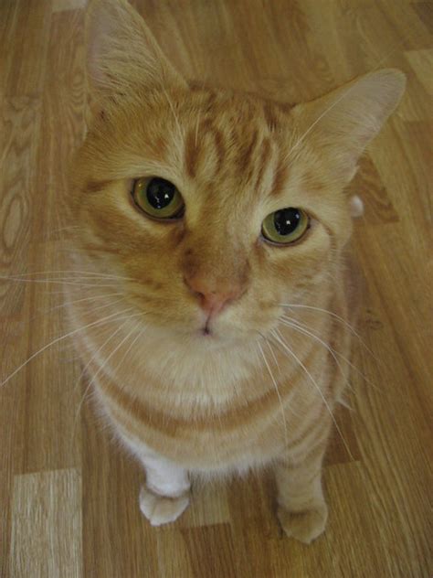 Orange Tabby Cat Sam Previously Butterscotch Flickr Photo Sharing