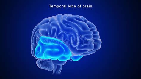 Temporal Lobe Of Human Brain Stock Illustration Illustration Of