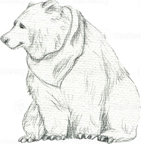 Drawing of a sitting bear in pencil 33356728 PNG