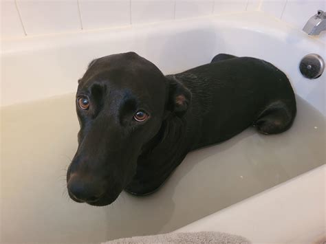 Oatmeal bath for the itchy puppy : r/aww