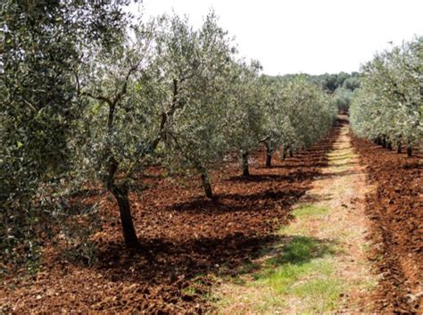 Xylella fastidiosa in Corsica • XF-ACTORS