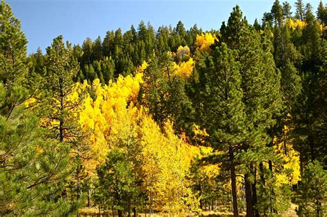 Golden Quaking Aspen Colors Leaves Trees Autumn HD Wallpaper Peakpx